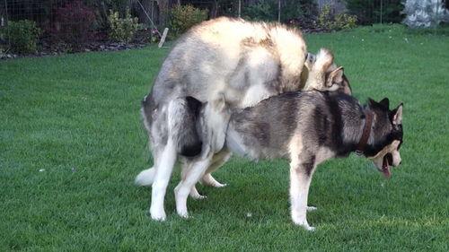 人狗配的视频,温馨互动瞬间，共度美好时光