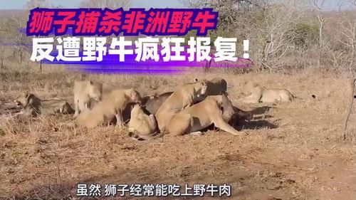 非洲野牛杀死狮子视频,生死较量震撼呈现