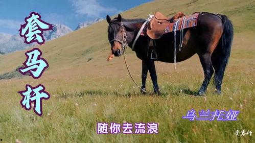 套马杆视频,套马杆舞动下的民族魅力