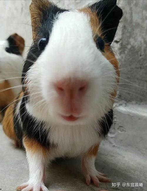 豚鼠3他不会死在线播放,生死未卜，在线直播见证奇迹