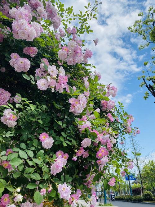 红蔷薇手机在线播放,在线重温革命岁月的激情传奇