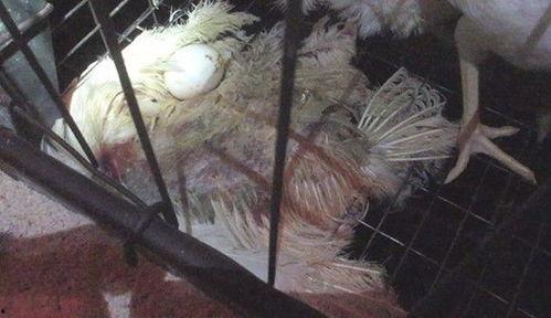 鸡地狱视频,揭开残酷养殖业的黑暗面