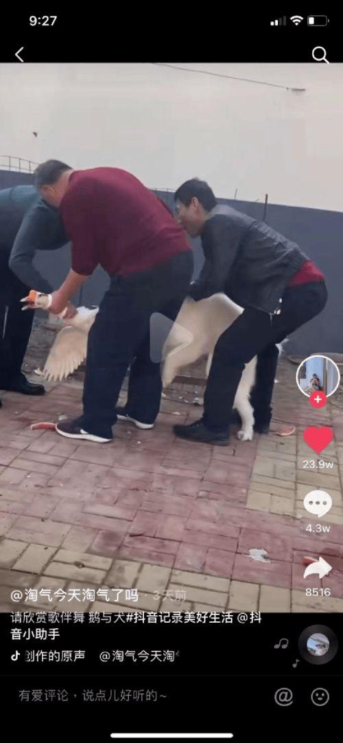 明星沙雕爆料视频大全集,明星趣事大盘点