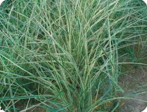 视频尤密,探寻视频背后的神秘力量